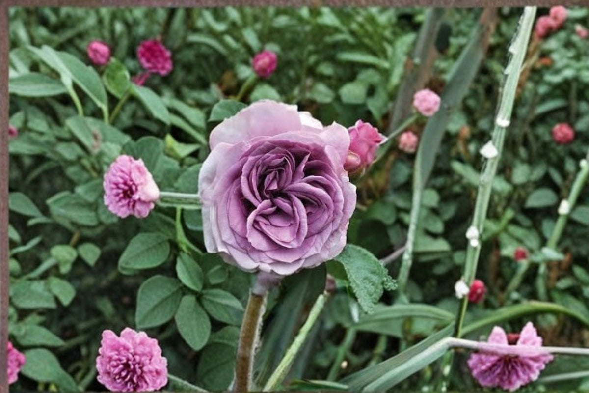Quicksilver Climbing Rose Live Starter Plant – Lavender Purple Fragrant Own-Root Rose for Trellises & Gardens