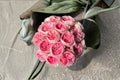 Nicole Rose Live Plant – Pink Ornamental Garden Rose – Rosa hybrid – Fresh Starter for Garden Beds & Containers