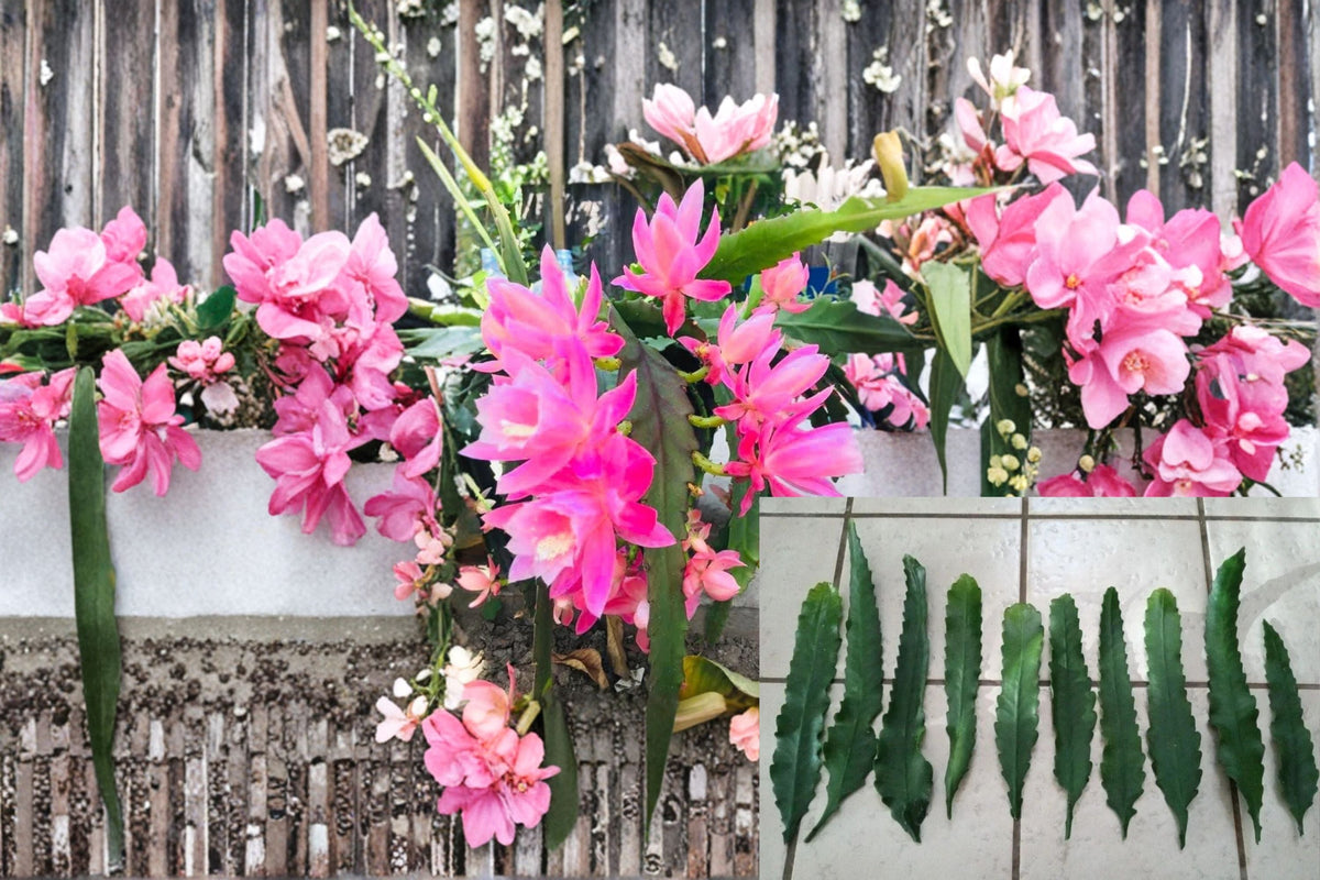 German Empress Orchid Cactus Cutting | Epiphyllum ‘German Empress’ | Large Blooming Indoor Hanging Plant