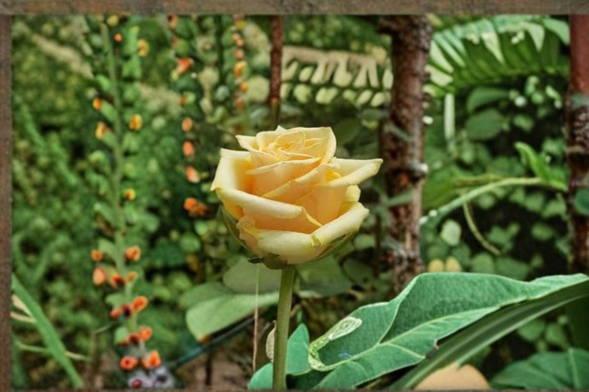 Yellow Oriole Rose Live Plant – Fragrant Soft Yellow Garden Rose Rosa hybrid for Borders & Containers