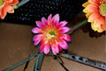 Aporocactus Temple Glow Cutting – Trailing Hybrid Cactus for Hanging Displays, Ornamental Blooms, Propagation Plant