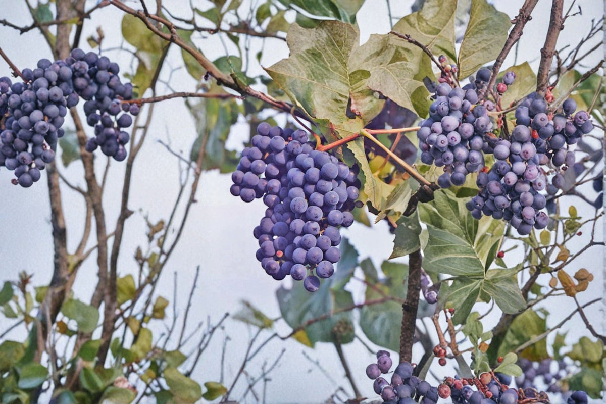 Concord Grape Cuttings Vitis labrusca Climbing Fruit Vine for Propagation, Seeded Grapes, Backyard Garden