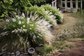 Fairy Tails Fountain Grass Live Plant – Ornamental Clumping Grass with Feathery Plumes, Pennisetum orientale