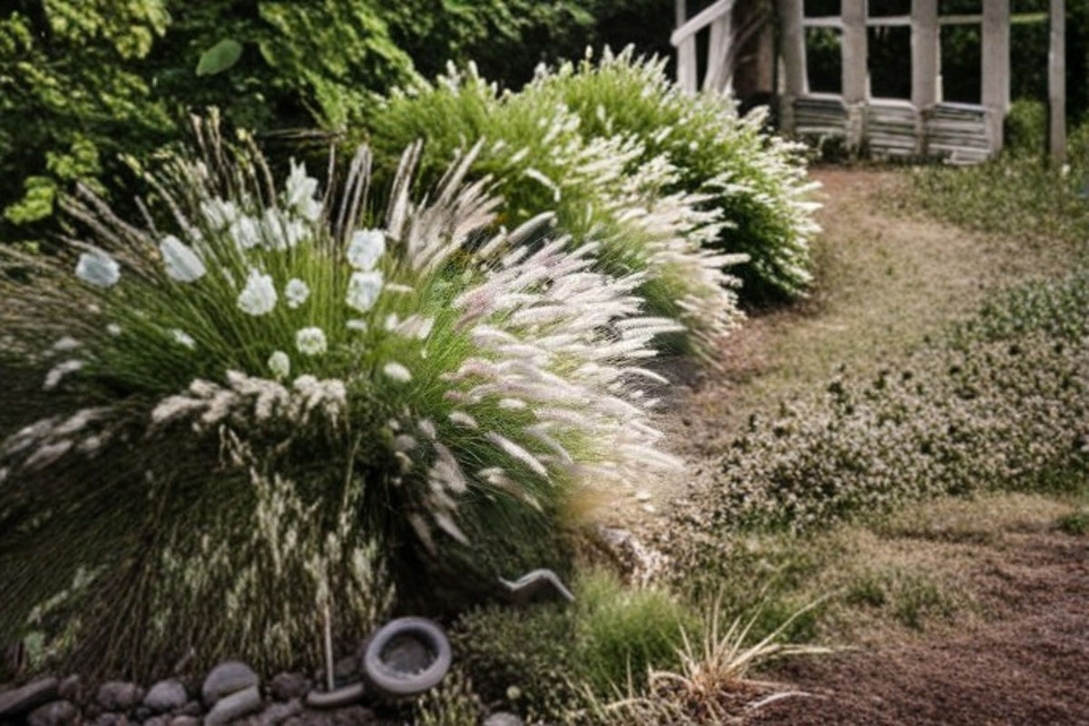 Fairy Tails Fountain Grass Live Plant – Ornamental Clumping Grass with Feathery Plumes, Pennisetum orientale