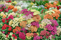 Yarrow Live Plant Achillea millefolium Perennial Herb with Orange Flowers, Drought Tolerant, Pollinator Attractant
