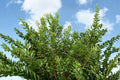 Wax Myrtle Live Plant – Evergreen Privacy Screen Shrub – Drought Tolerant, Fast-Growing Hedge – Morella cerifera