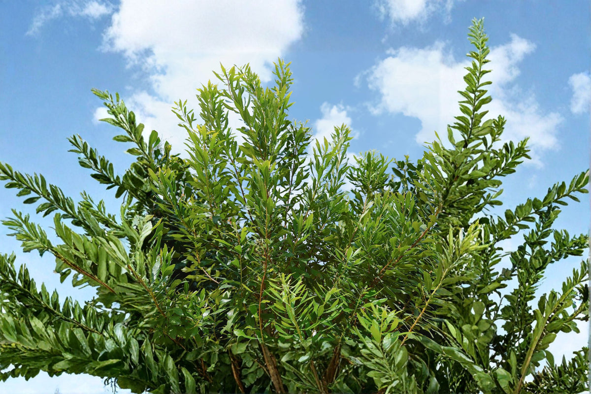 Wax Myrtle Live Plant – Evergreen Privacy Screen Shrub – Drought Tolerant, Fast-Growing Hedge – Morella cerifera