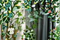 English Ivy Cuttings 12 Pack – Hedera helix Evergreen Climbing Vine for Indoor & Outdoor Propagation