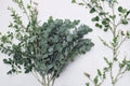 Eucalyptus Plants – Live Starter Set with Baby Blue & Silver Dollar Varieties – Evergreen Foliage for Landscaping & Containers