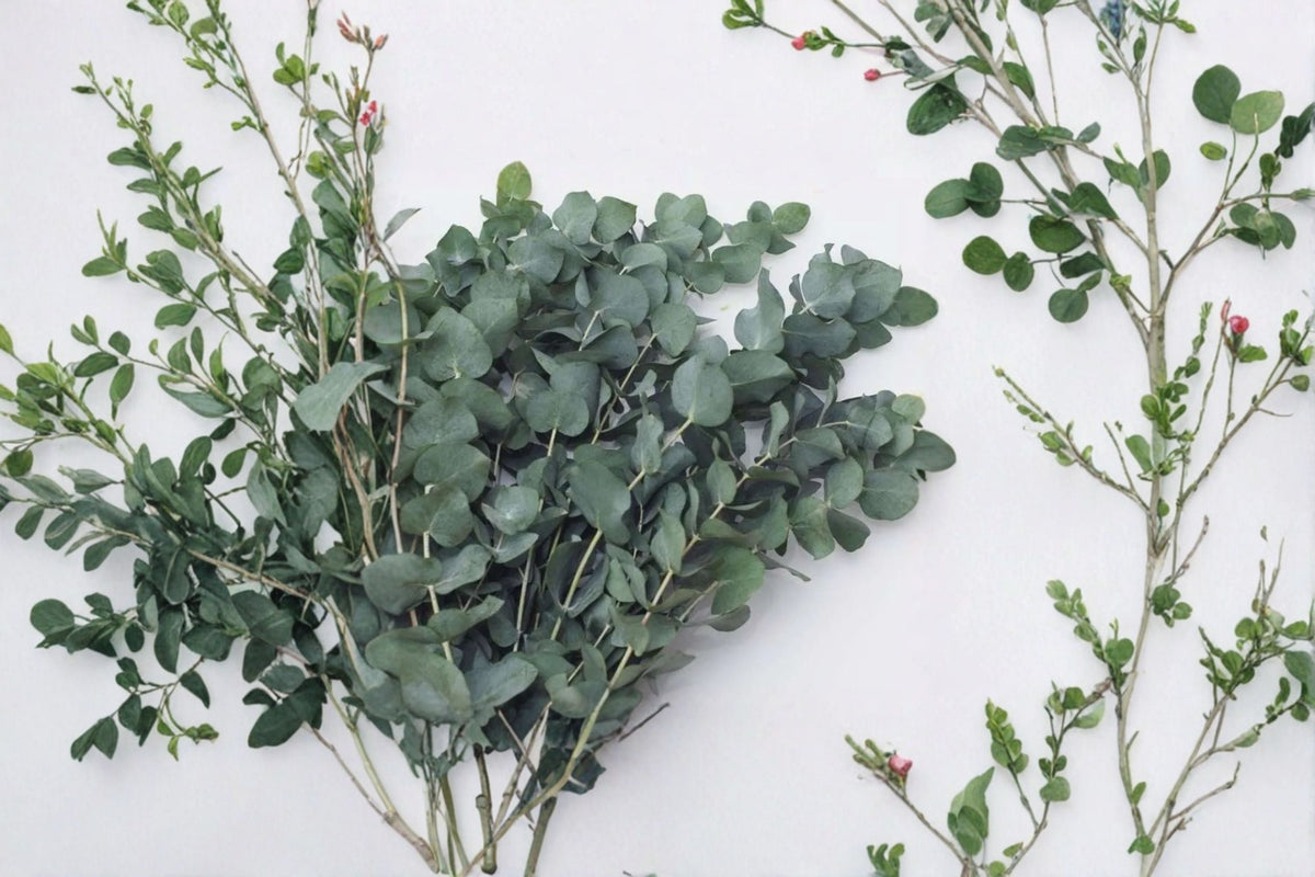 Eucalyptus Plants – Live Starter Set with Baby Blue & Silver Dollar Varieties – Evergreen Foliage for Landscaping & Containers