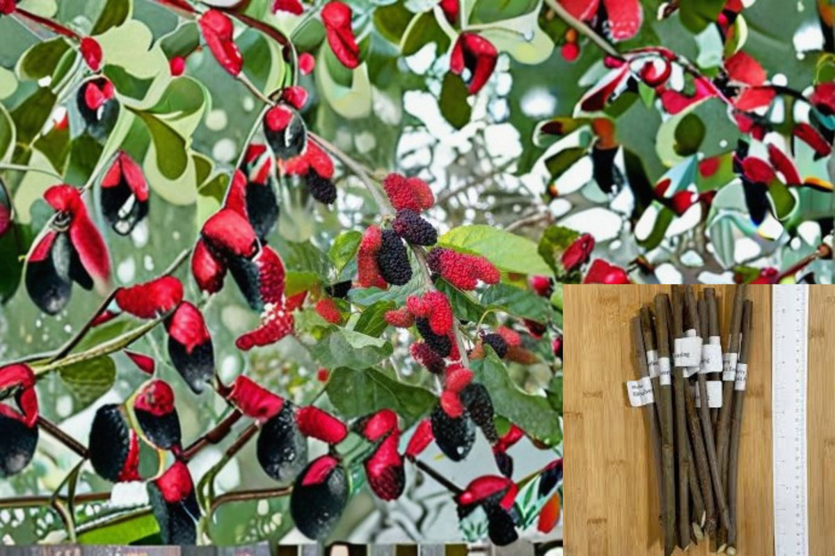 Illinois Everbearing Mulberry Cuttings – Morus alba × rubra Hybrid Fruit Tree, Dark Berries, Unrooted Propagation Plant