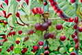 Pixwell Gooseberry Plant – Ribes uva-crispa – Edible Berry Shrub for Garden or Containers