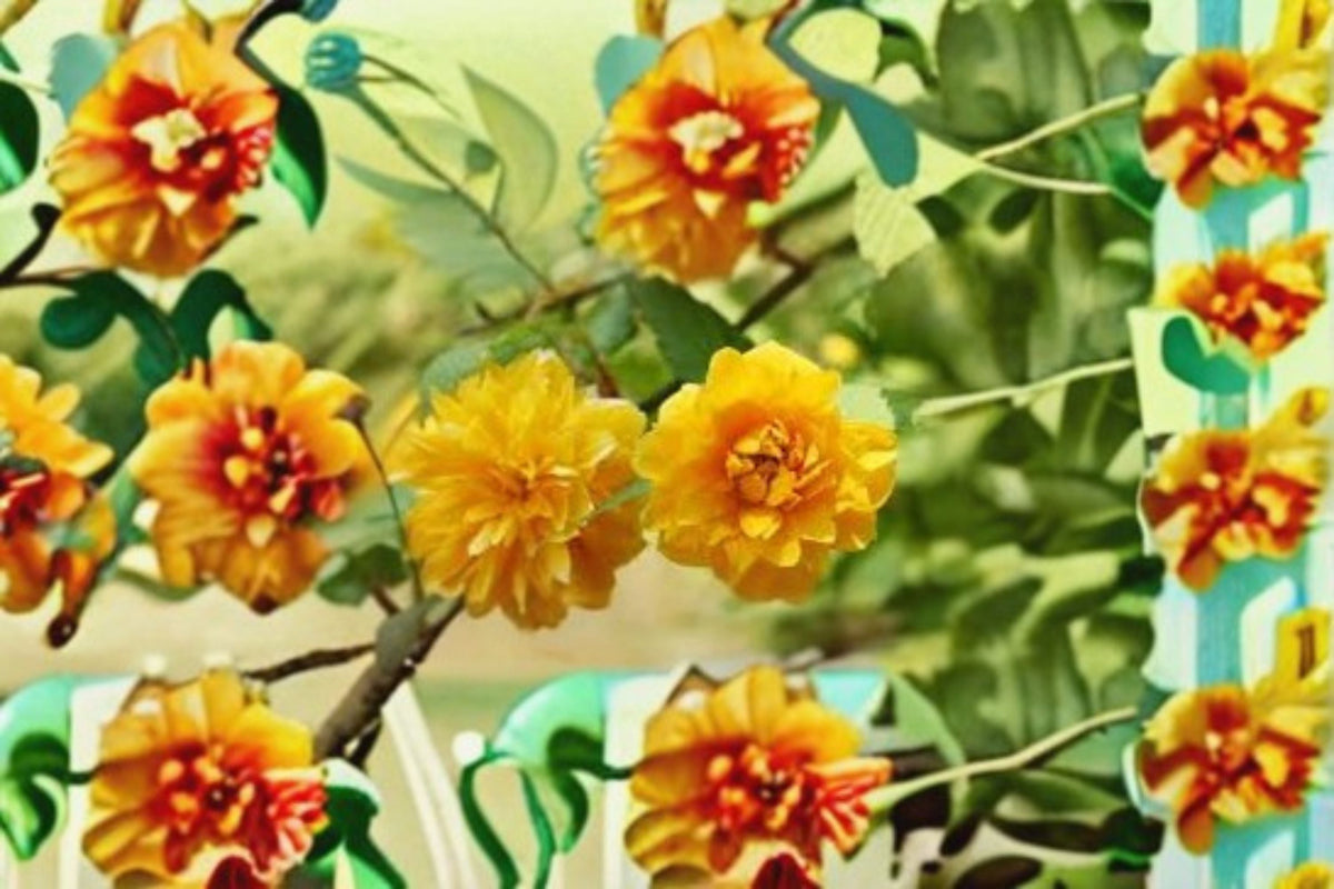 Japanese Rose Cuttings – Kerria japonica – Bright Yellow Blooms – Garden Shrub Propagation Plant