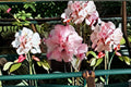 Double Pink Rose of Sharon Live Plant | Hibiscus syriacus | Pink Double Blooms | Ornamental Garden Shrub