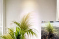 Mexican Feather Grass Live Plant – Nassella tenuissima – Ornamental Fine-Textured Clumping Grass for Borders & Containers
