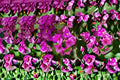 Fuchsia Bougainvillea Cuttings – Pink Bracts, Climbing Tropical Vine, Bougainvillea spectabilis, Garden Climber, Propagation Plant