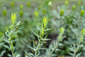 French Tarragon Live Plant – Artemisia dracunculus Herb for Culinary & Herb Gardens