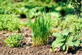 Garlic Chives Live Plant – Allium tuberosum – Culinary Herb with White Flowers – Perennial Green Herb for Garden & Container