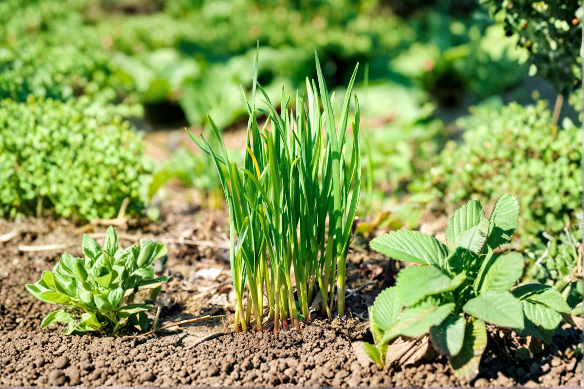 Garlic Chives Live Plant – Allium tuberosum – Culinary Herb with White Flowers – Perennial Green Herb for Garden & Container