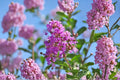Muskogee Crape Myrtle Live Plant – Lavender Flowering Tree – Lagerstroemia indica × fauriei – Ornamental Landscape Tree