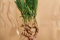 Ginger Live Starter Plant – Edible Zingiber officinale Herb for Containers & Gardens