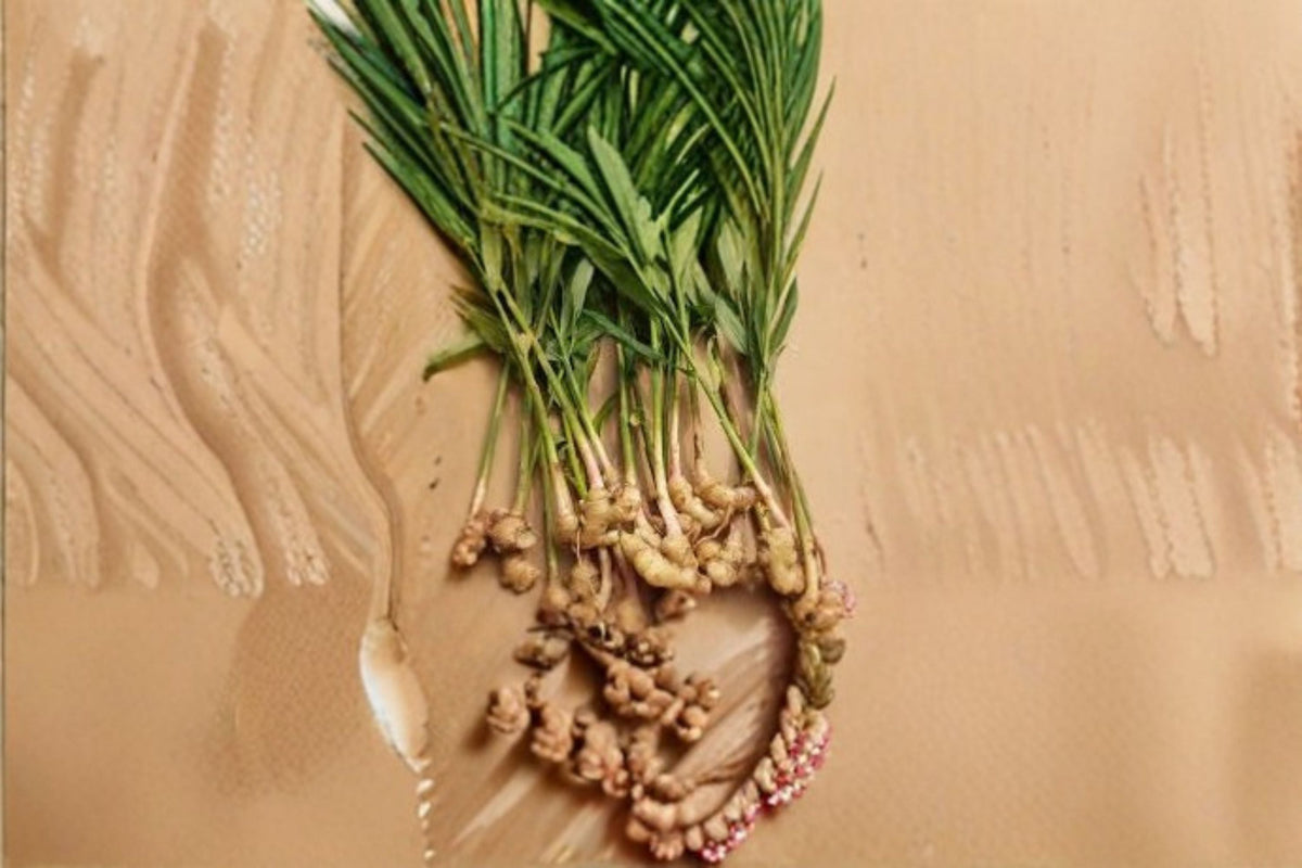 Ginger Live Starter Plant – Edible Zingiber officinale Herb for Containers & Gardens