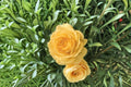 Julia Child Rose Live Plant – 1.5 Gal Floribunda Yellow Rose with Fragrant Double Blooms, Own-Root Garden & Container Plant
