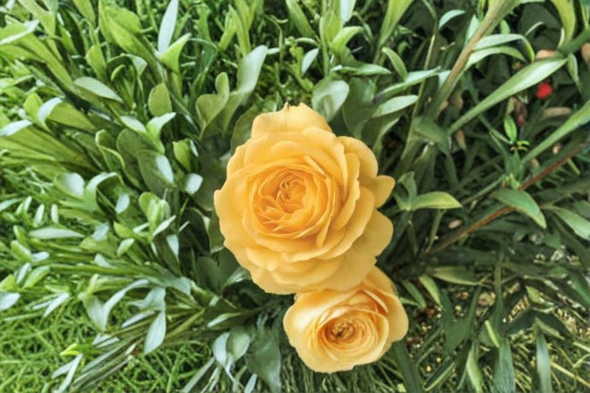 Julia Child Rose Live Plant – 1.5 Gal Floribunda Yellow Rose with Fragrant Double Blooms, Own-Root Garden & Container Plant