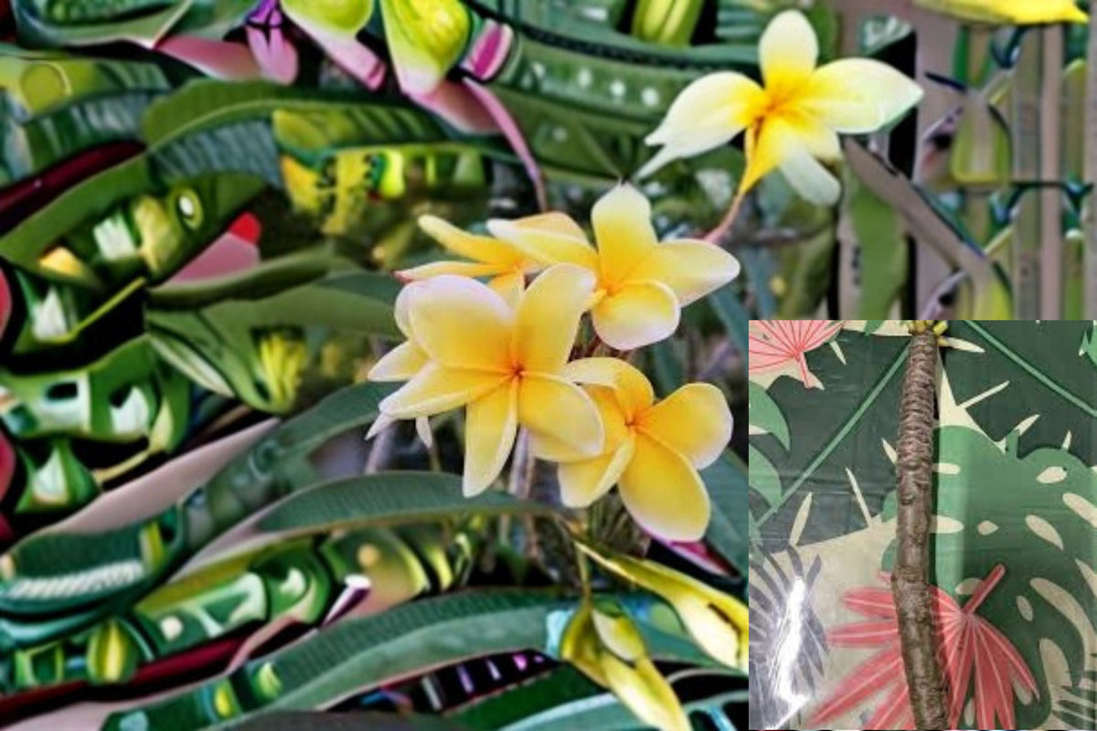 Yellow Plumeria Cuttings – 3 Unrooted Propagation Plants – Plumeria rubra Tropical Fragrant Flowers