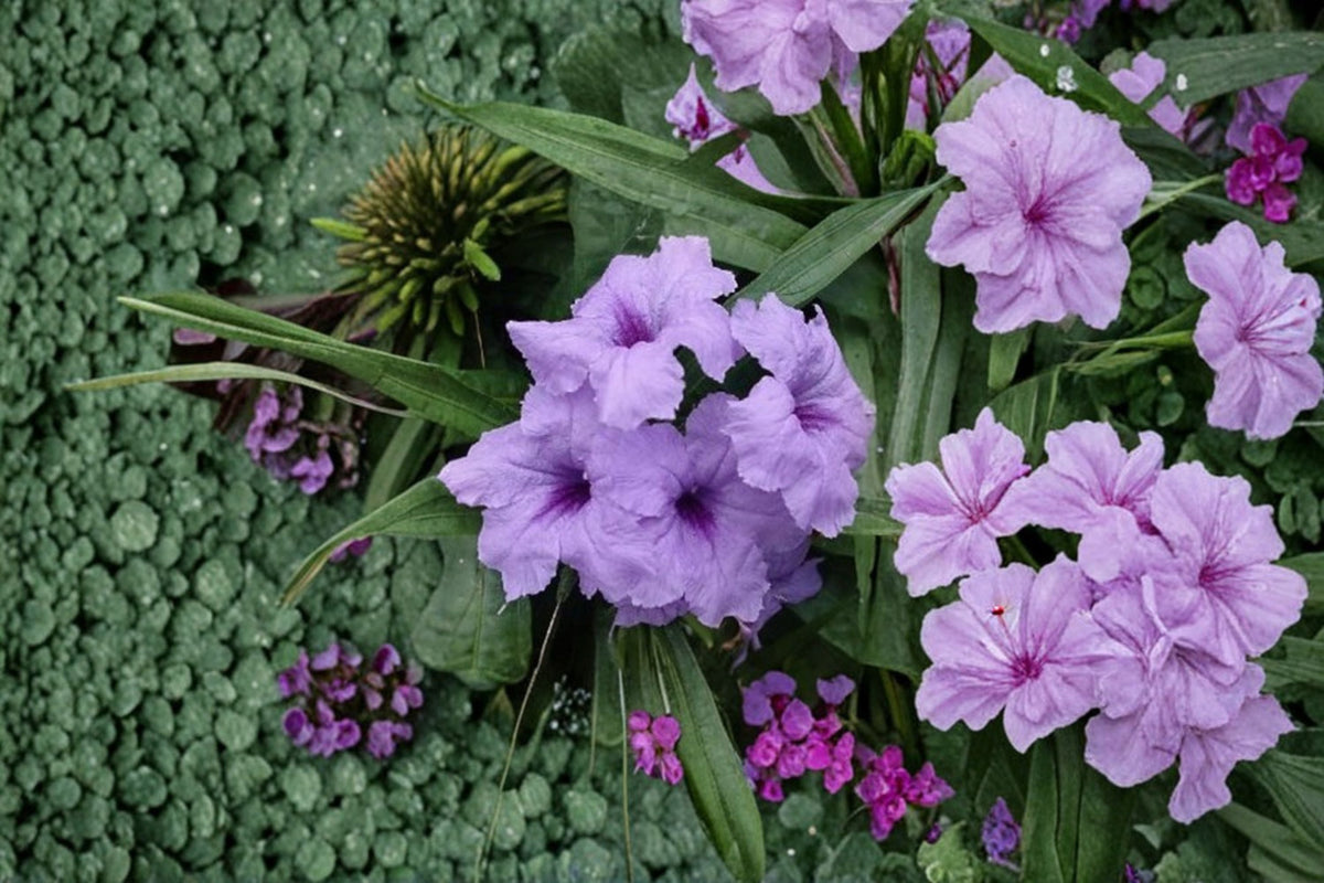 Baby Kate Mexican Petunia Live Plant – Dwarf Ground Cover, Ruellia brittoniana, Compact Ornamental Plant
