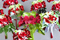 Ivy Geranium Cutting Pelargonium peltatum Trailing Flowering Plant for Hanging Baskets