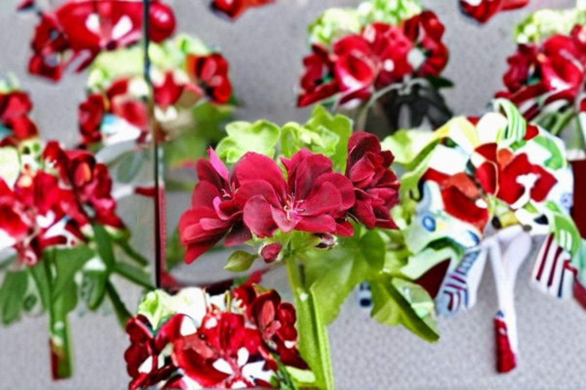 Ivy Geranium Cutting Pelargonium peltatum Trailing Flowering Plant for Hanging Baskets