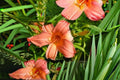 Summer Wind Pink Peach Daylily Live Plant – Hemerocallis Hybrid Perennial Flower for Borders & Gardens