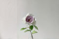 Milky Pearl Rose Live Plant – Cream Pink Garden Rose – Ornamental Flowering Rose – Rosa hybrid for Garden, Patio & Borders