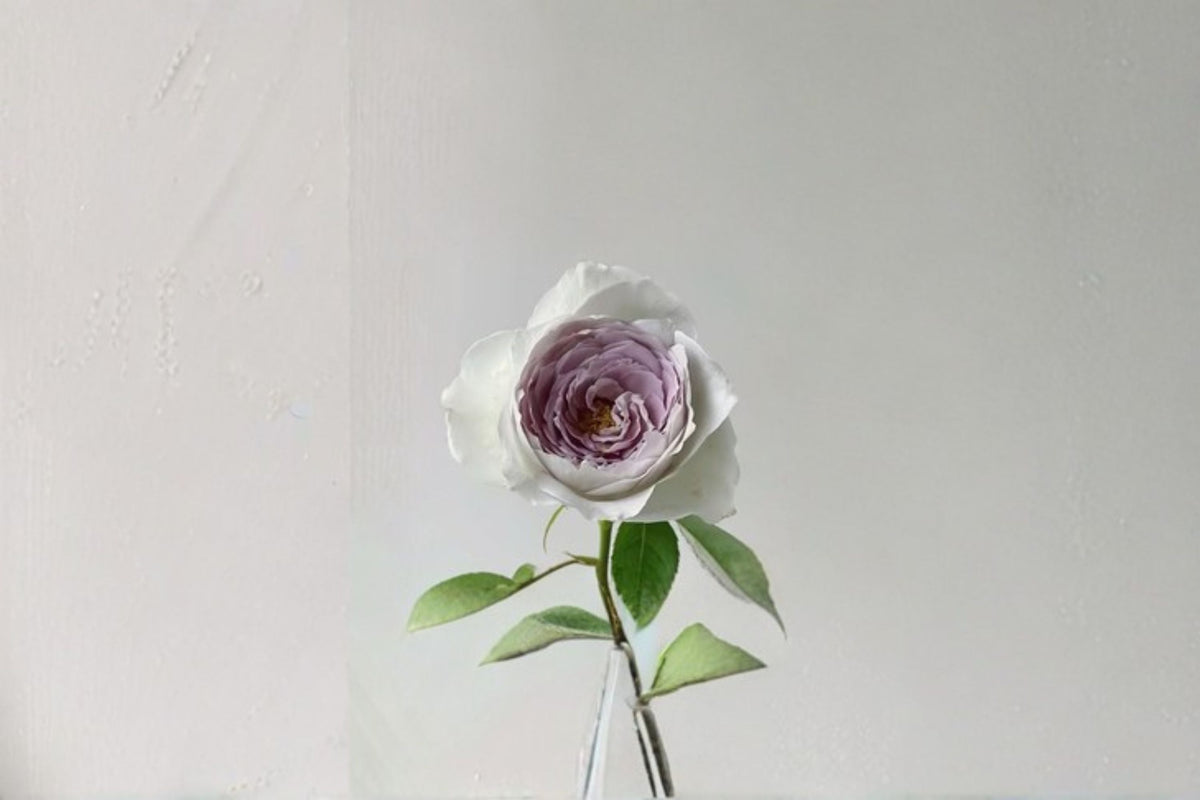 Milky Pearl Rose Live Plant – Cream Pink Garden Rose – Ornamental Flowering Rose – Rosa hybrid for Garden, Patio & Borders