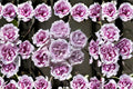 Purple O'Hara Rose Live Plant – Lavender Grey Fragrant Cut Rose – Ornamental Garden Rose – Rosa Hybrid