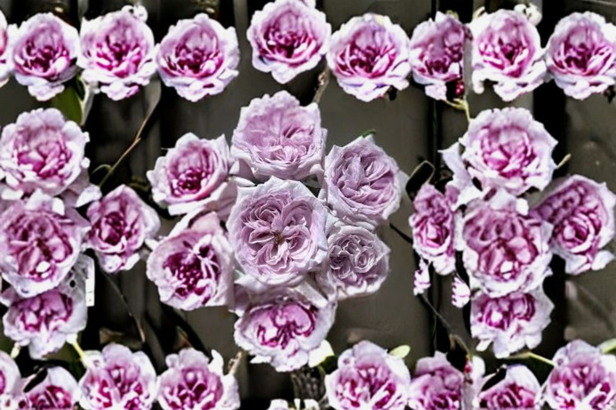 Purple O'Hara Rose Live Plant – Lavender Grey Fragrant Cut Rose – Ornamental Garden Rose – Rosa Hybrid
