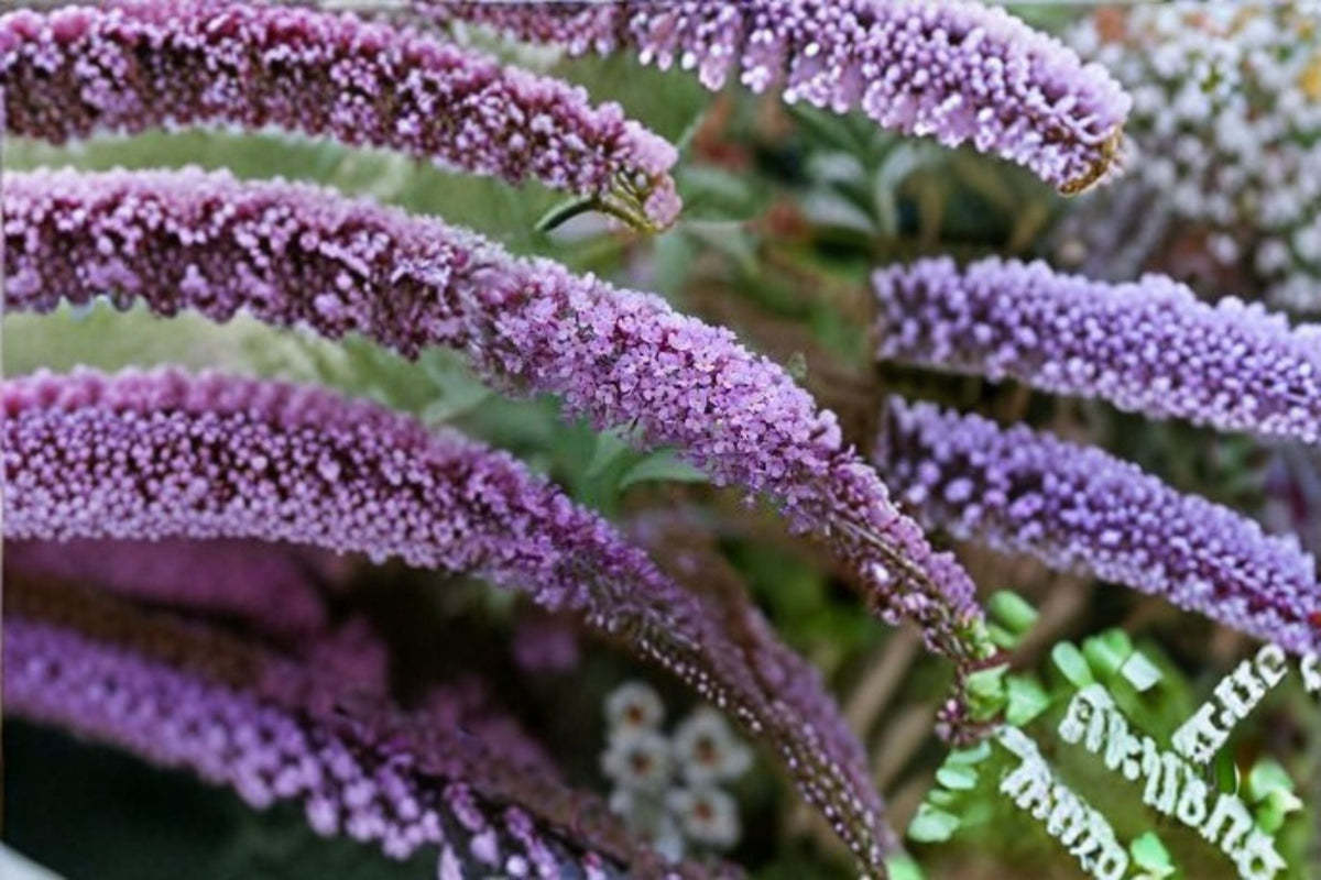 Butterfly Bush Buzz Live Plant – Compact Buddleja davidii with Fragrant Purple Flowers – Pollinator Attracting Shrub for Garden & Containers