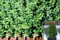 Green Mountain Boxwood Live Plant – Buxus ‘Green Mountain’ Evergreen Shrub for Hedges & Borders