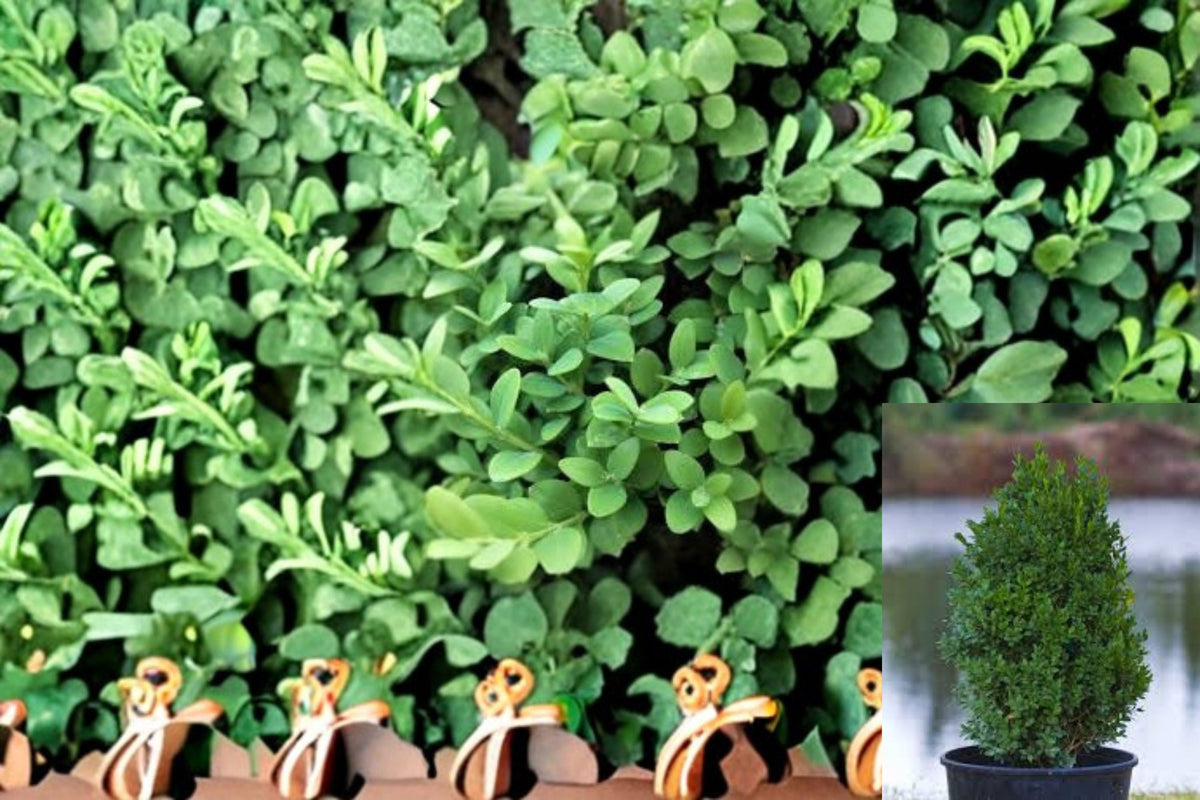 Green Mountain Boxwood Live Plant – Buxus ‘Green Mountain’ Evergreen Shrub for Hedges & Borders