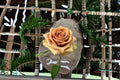 Teddy's Rose Live Plant – Ornamental Garden Rose – Brown Bohemian-Style, High-Centered Flowers, Rosa hybrid