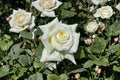Pope John Paul II Rose Live Plant – Fragrant White Shrub Rose – Own Root Repeat Blooming Garden & Patio Rose