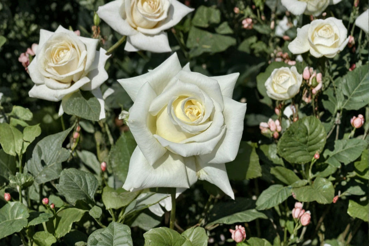 Pope John Paul II Rose Live Plant – Fragrant White Shrub Rose – Own Root Repeat Blooming Garden & Patio Rose