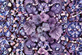 Heuchera ‘Dark Storm’ Coral Bells Plant – Purple Foliage, Shade Garden, Perennial, Container Plant