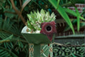 Huernia Orbea Spiney Norman Succulent Plant – Fleshy Stems, Star-Shaped Flowers, Indoor & Container Growth