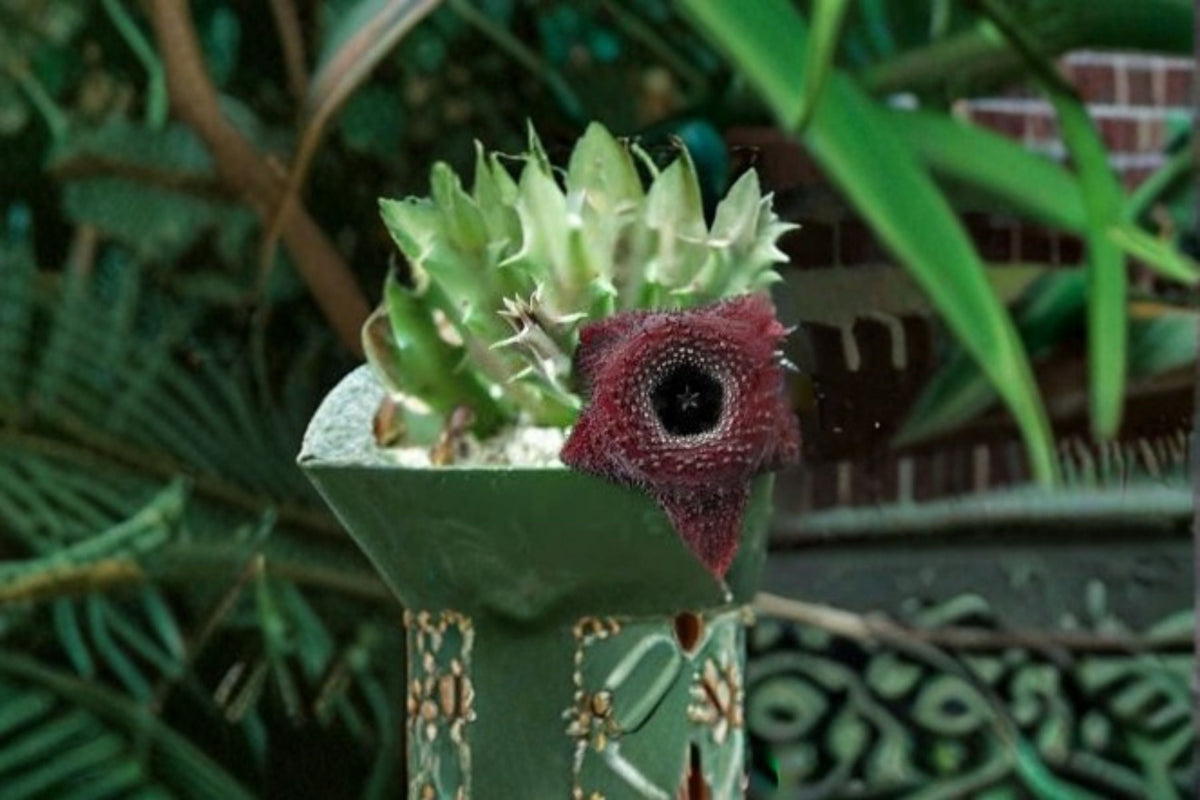 Huernia Orbea Spiney Norman Succulent Plant – Fleshy Stems, Star-Shaped Flowers, Indoor & Container Growth