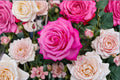 Peach Drift Rose Live Plant – Own Root Shrub Rose with Large 10-12cm Blooms, Repeat Blooming Garden Rose, Landscape Rose, Rosa hybrid