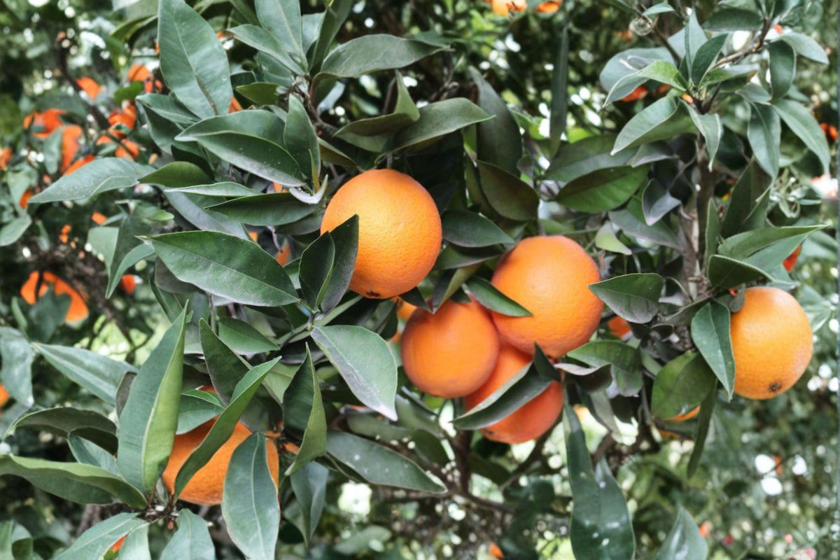 Navel Orange Scions Citrus sinensis Fruit Tree Grafting Propagation Plant