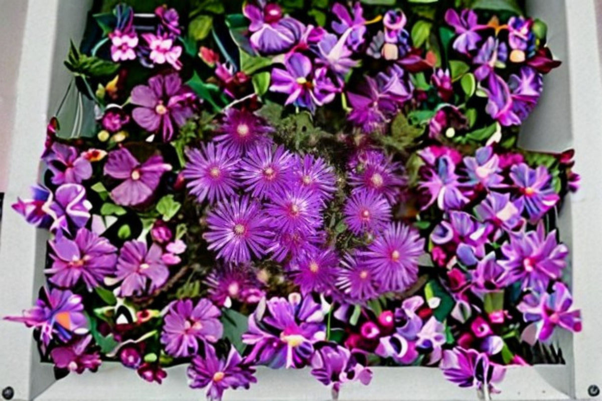 Creeping Ice Plant Cuttings | Delosperma cooperi Succulent Ground Cover | Drought Tolerant Pink & Purple Flowers