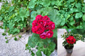 Double Red Geranium Cuttings – Pelargonium × hortorum – Flowering Plant for Containers & Garden Beds